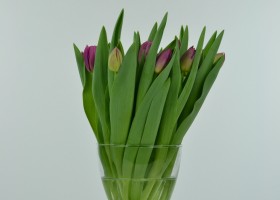 Tulipa Margarita (2)