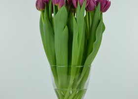 Tulipa Margarita (3)