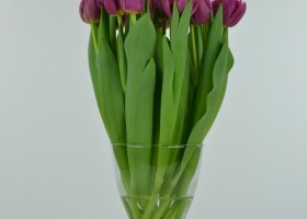 Tulipa Margarita (4)