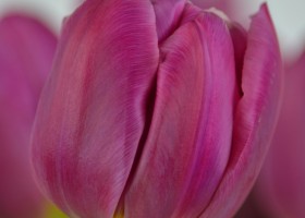 Tulipa Margarita (5)