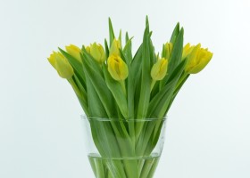Tulipa Marie Jo (1)