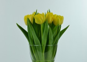 Tulipa Marie Jo (2)