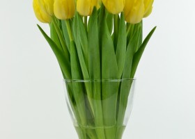 Tulipa Marie Jo (3)