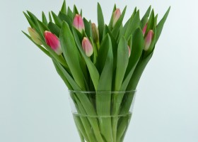 Tulipa Marrero (1)