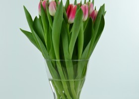 Tulipa Marrero (2)