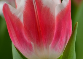 Tulipa Marrero (5)