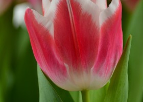 Tulipa Marrero (6)