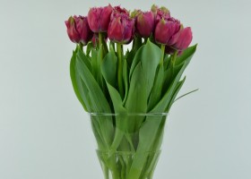 Tulipa Mascotte (1)