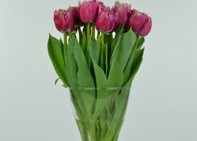 Tulipa Mascotte (2)