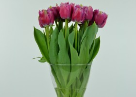 Tulipa Mascotte (3)