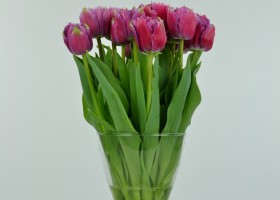 Tulipa Mascotte (4)