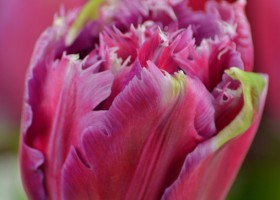 Tulipa Mascotte (5)
