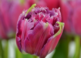 Tulipa Mascotte (6)