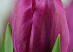 Tulipa Matangi (4)