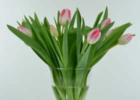 Tulipa Mickey Chic (1)