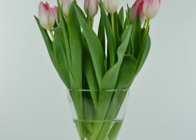 Tulipa Mickey Chic (2)