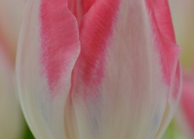 Tulipa Mickey Chic (3)