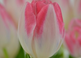 Tulipa Mickey Chic (4)