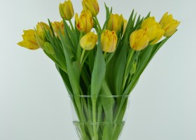 Tulipa Monsella (1)