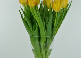 Tulipa Monsella (2)