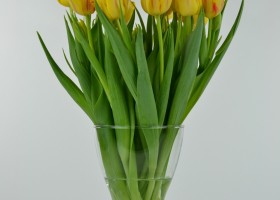 Tulipa Monsella (3)