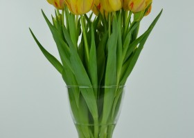 Tulipa Monsella (4)