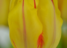 Tulipa Monsella (5)