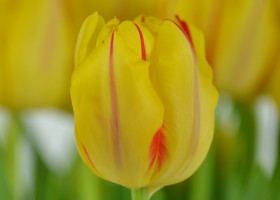 Tulipa Monsella (6)