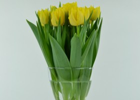 Tulipa Monte Carlo (1)