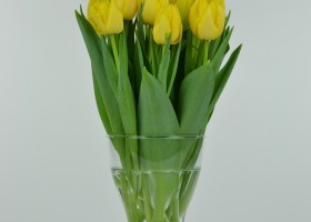 Tulipa Monte Carlo (2)
