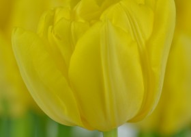 Tulipa Monte Carlo (4)