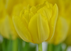 Tulipa Monte Carlo (5)