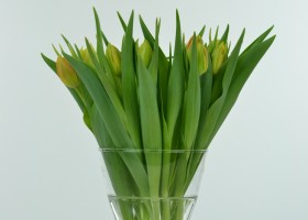 Tulipa Monte Orange (1)