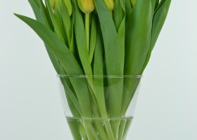 Tulipa Monte Orange (2)