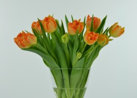 Tulipa Monte Orange (3)