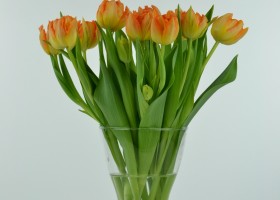 Tulipa Monte Orange (4)