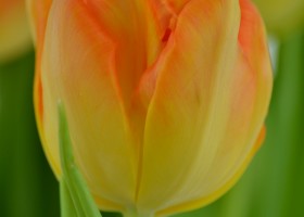 Tulipa Monte Orange (5)