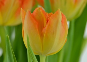 Tulipa Monte Orange (6)