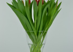 Tulipa Orange Cassini (1)