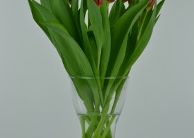 Tulipa Orange Cassini (2)