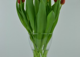 Tulipa Orange Cassini (3)