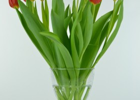 Tulipa Orange Cassini (4)