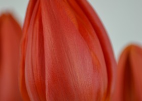 Tulipa Orange Cassini (5)