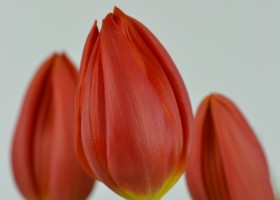 Tulipa Orange Cassini (6)
