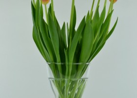 Tulipa Orange Ninja (1)