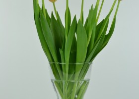 Tulipa Orange Ninja (2)