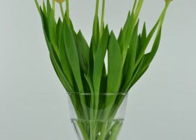 Tulipa Orange Ninja (3)