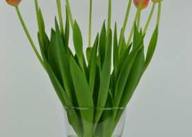 Tulipa Orange Ninja (4)