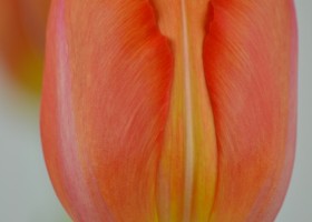 Tulipa Orange Ninja (5)