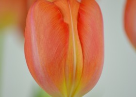 Tulipa Orange Ninja (6)